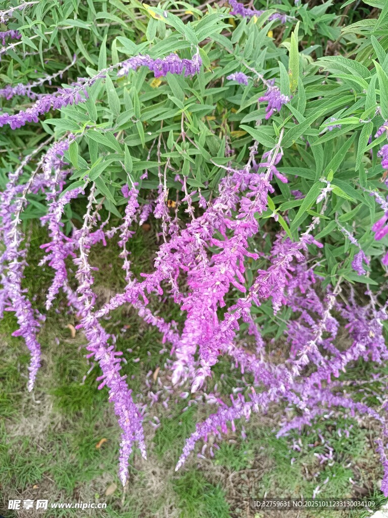 紫色穗状花卉植物特写
