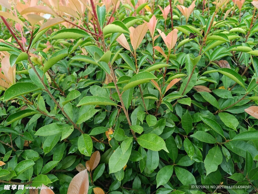 绿叶间带褐边的茂密植物