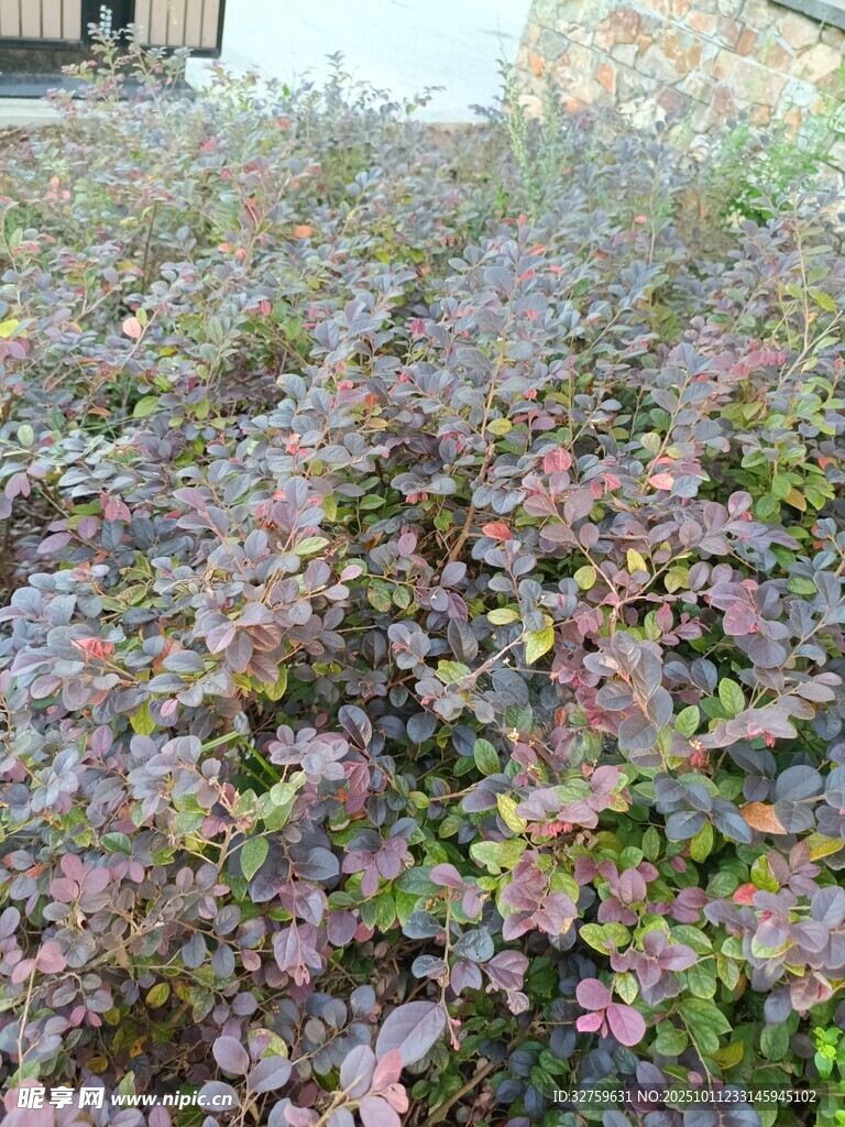 紫叶植物景观