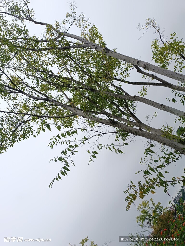 仰视下的树木枝叶景观
