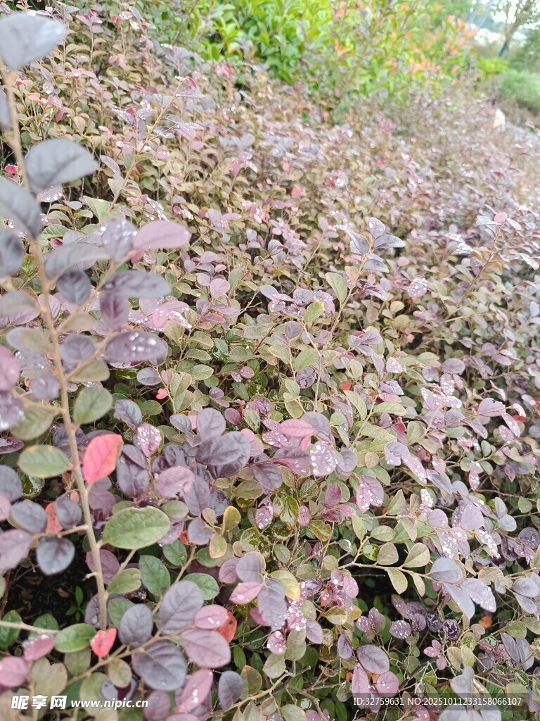 紫叶植物景观