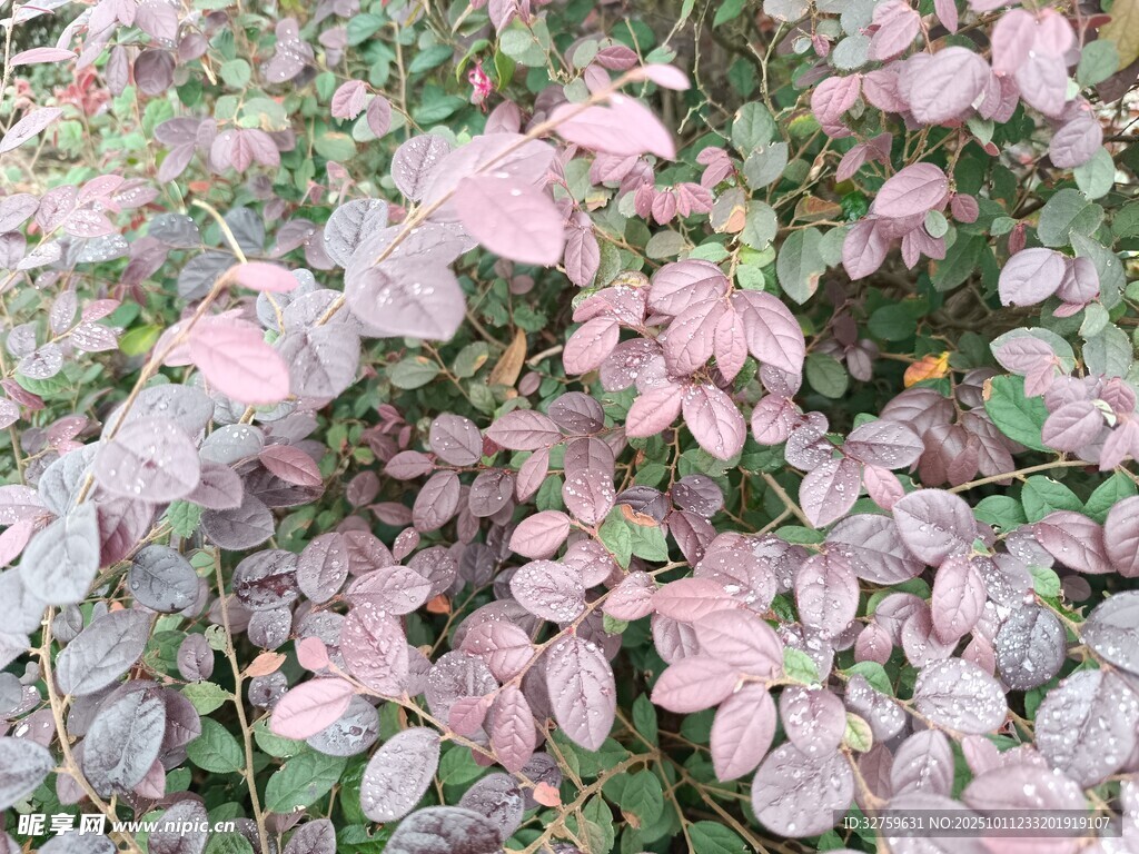 粉色叶片植物特写
