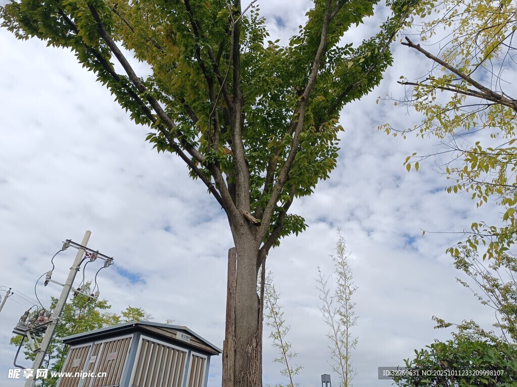高耸树木旁的木质建筑