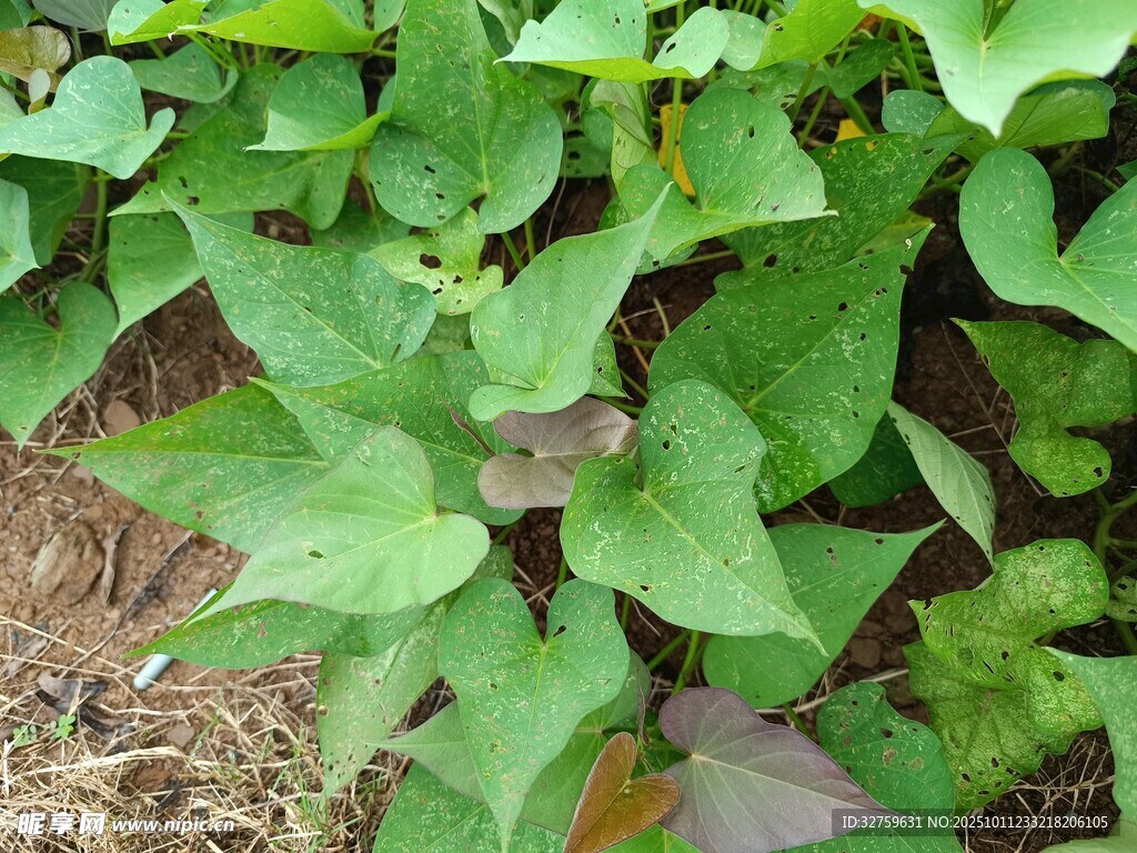 绿叶葱茏的红薯植株