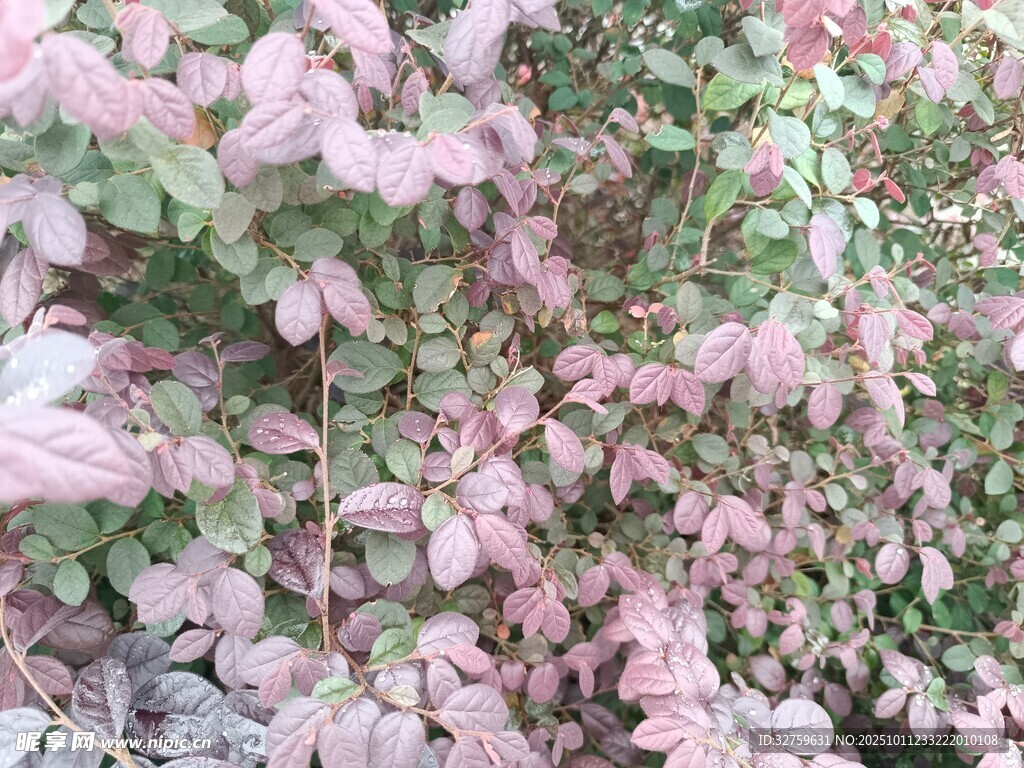 粉色繁茂花卉植物景观