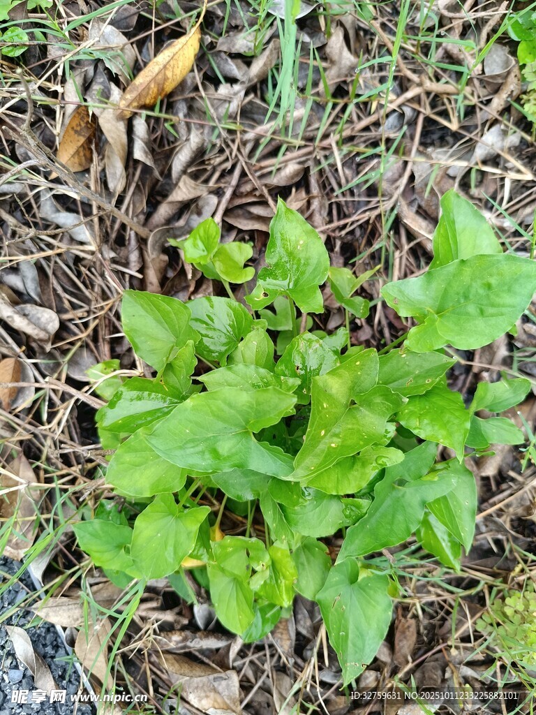 地面生长的嫩绿植物