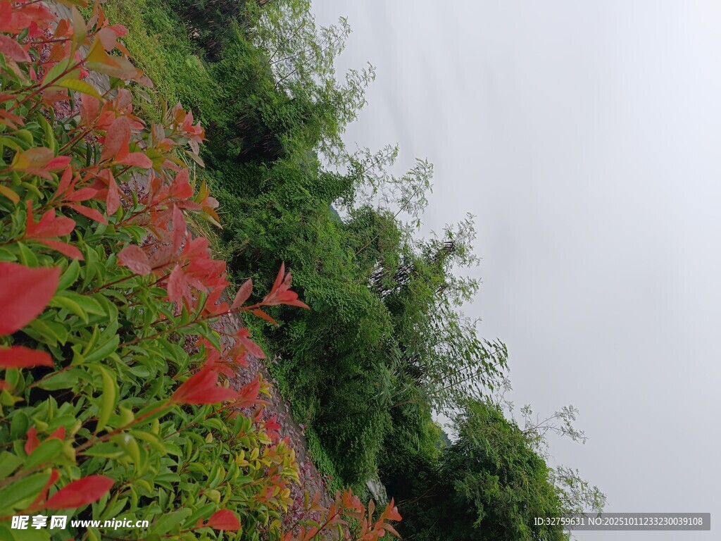 山坡上的红绿叶植物景观