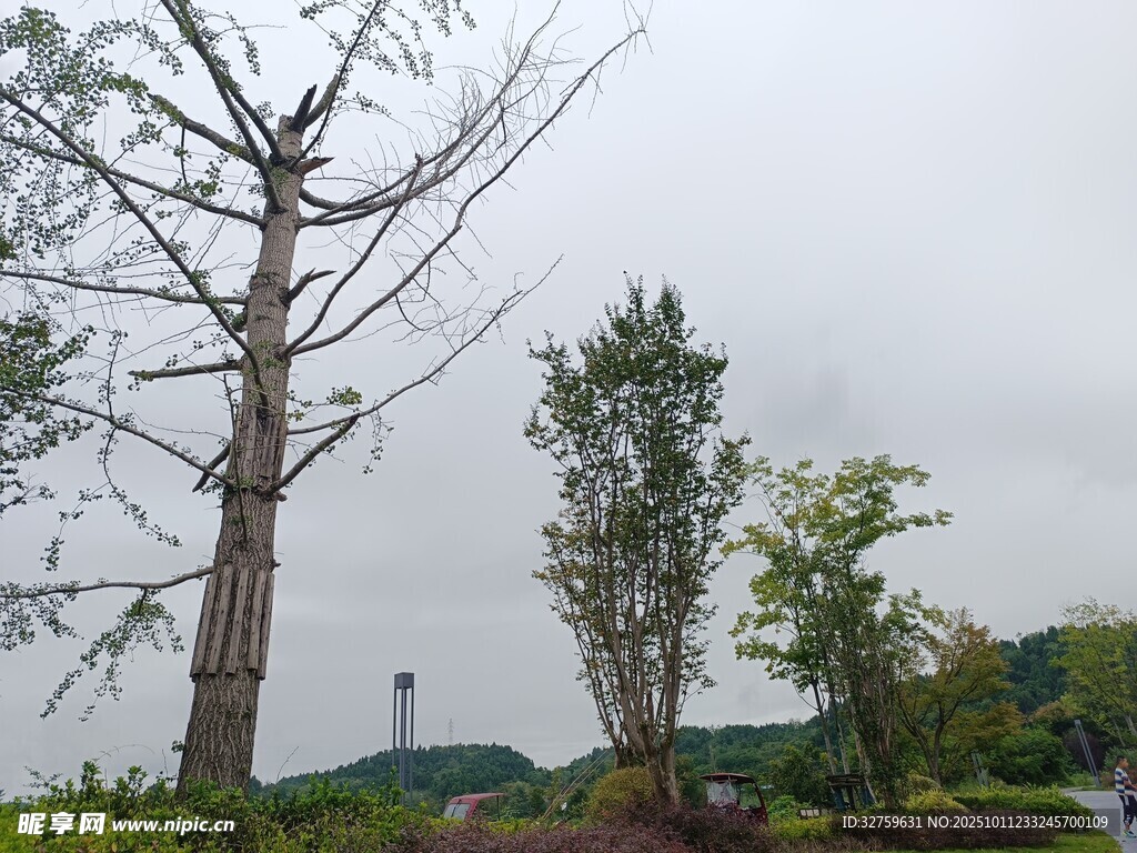 户外枯树与绿植景观