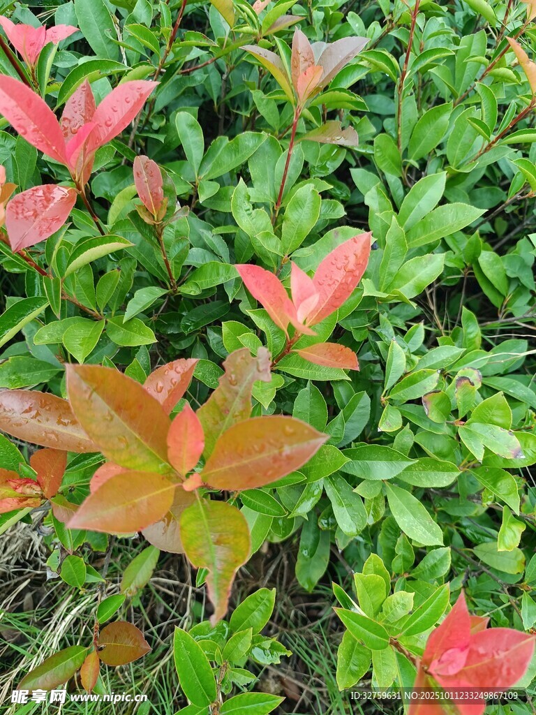 多彩叶片植物景观