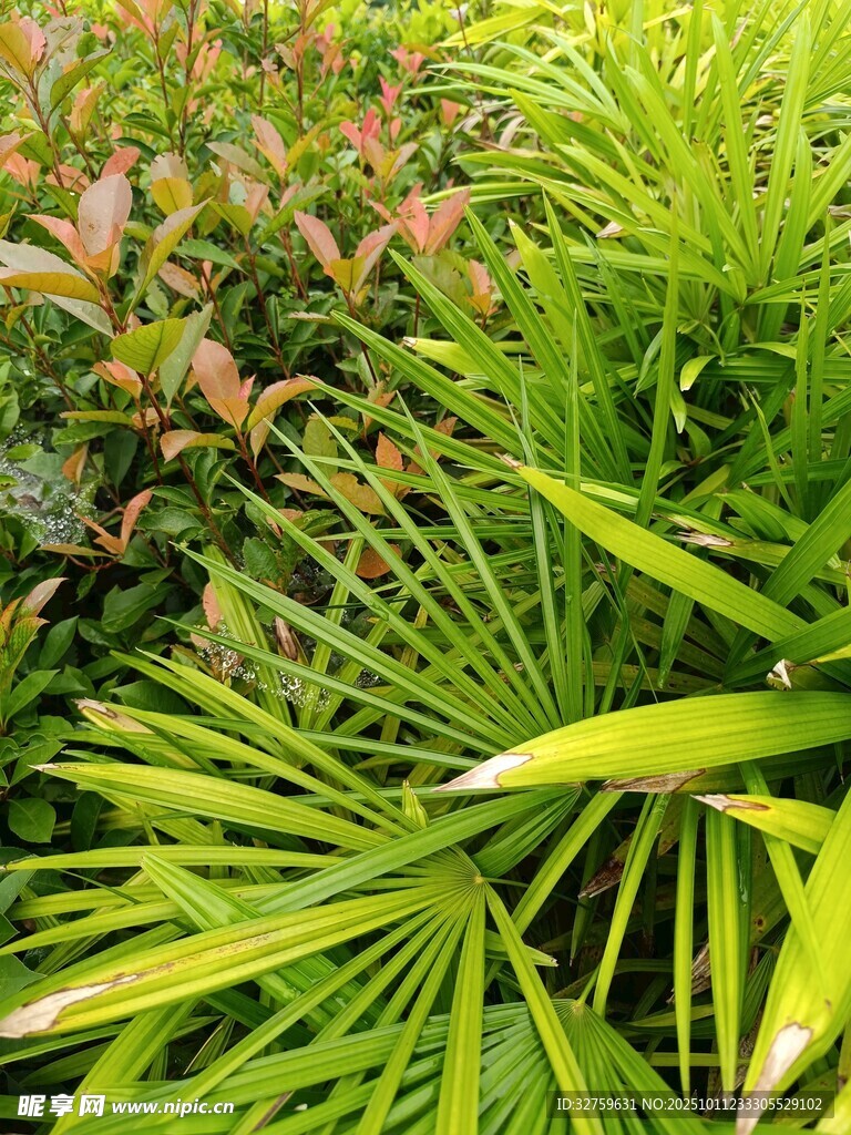 多样绿植展现自然生机