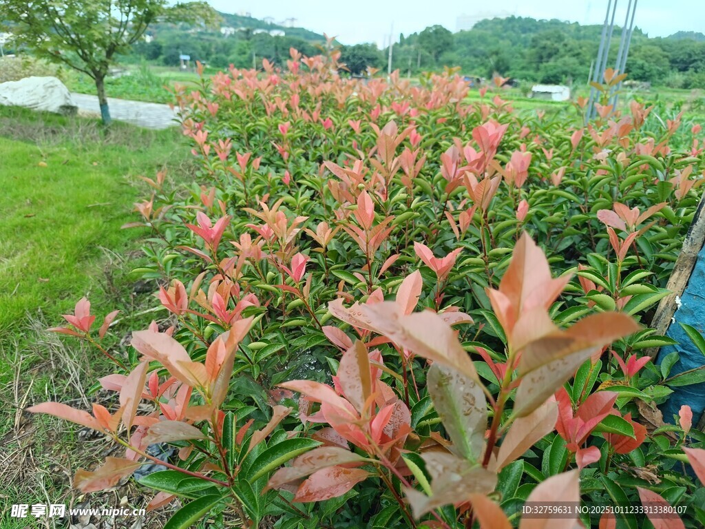 鲜艳彩叶植物景观