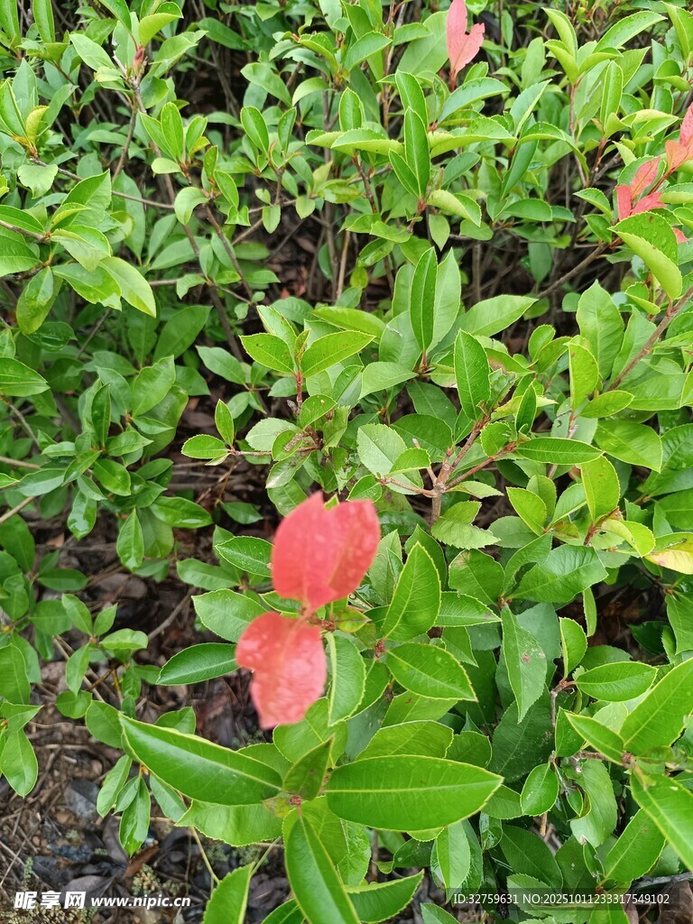 绿叶丛中的娇艳红花