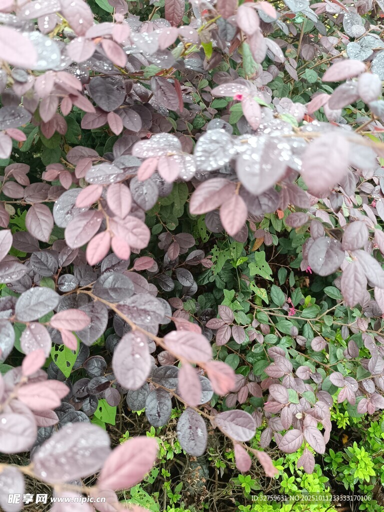 粉色叶片植物特写