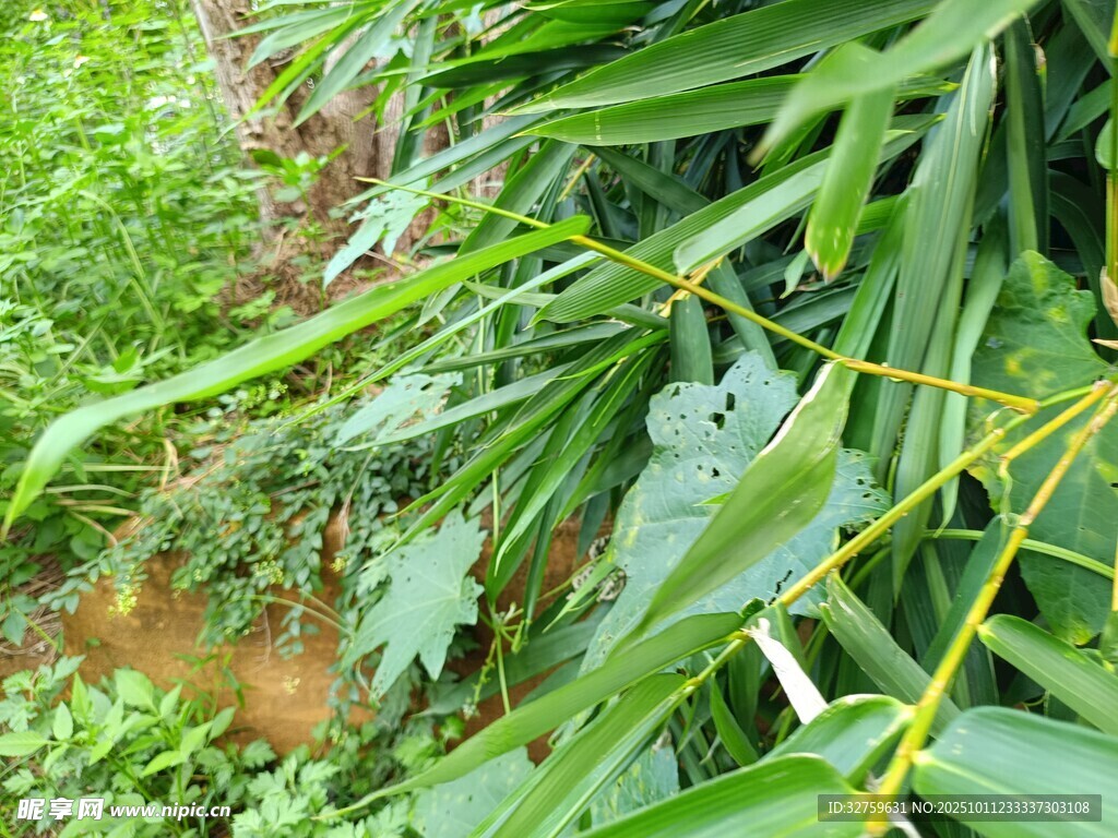 繁茂绿植中的生机景象