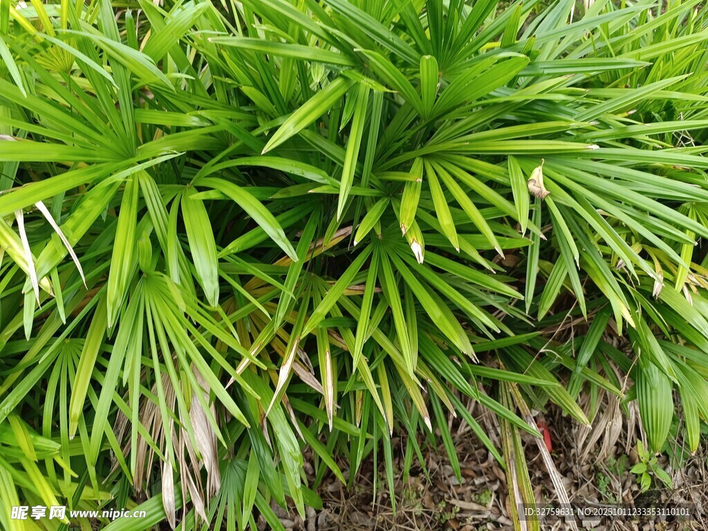 翠绿繁茂的棕榈植物