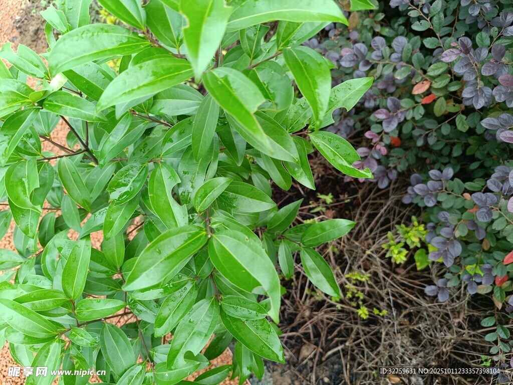 绿叶植物