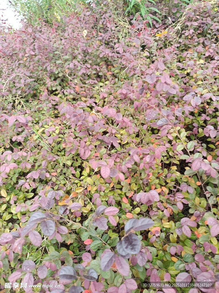 多彩斑斓的植物景观
