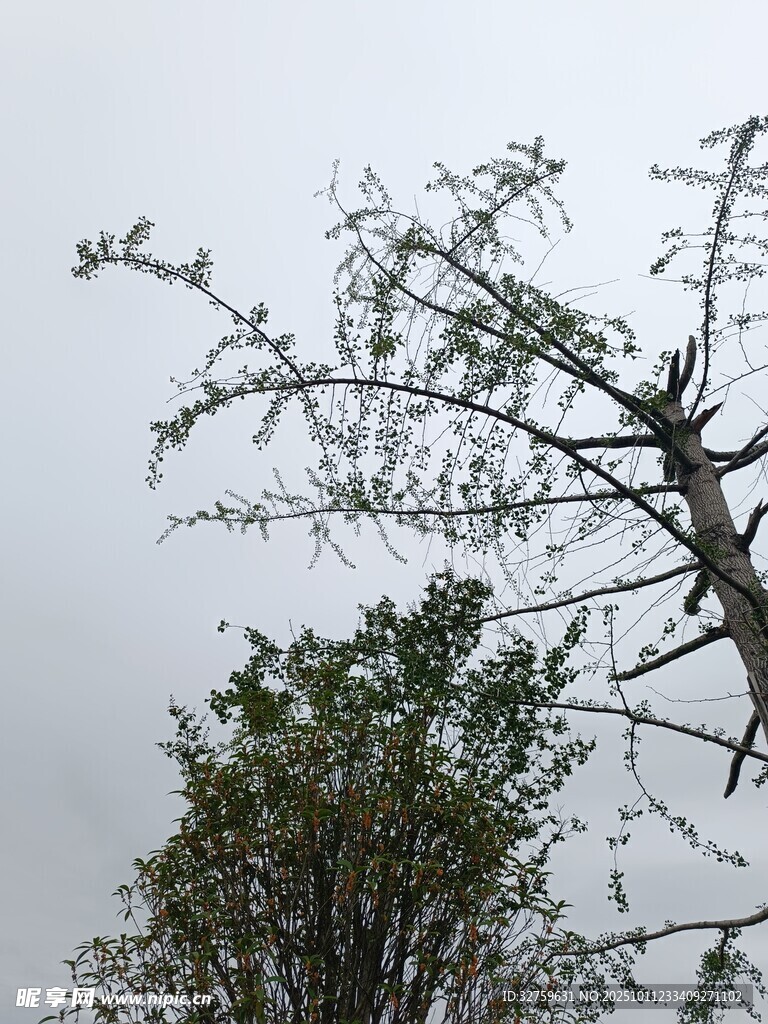 枝头与天际的自然景致