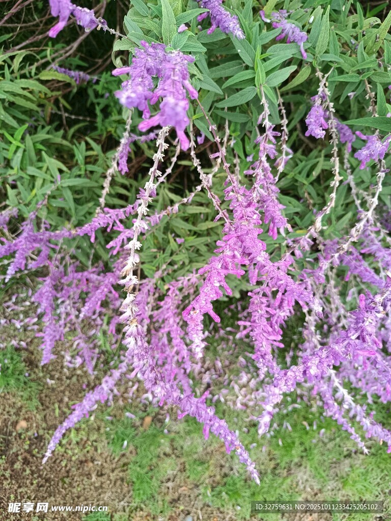 垂吊紫花绽放的美丽景象