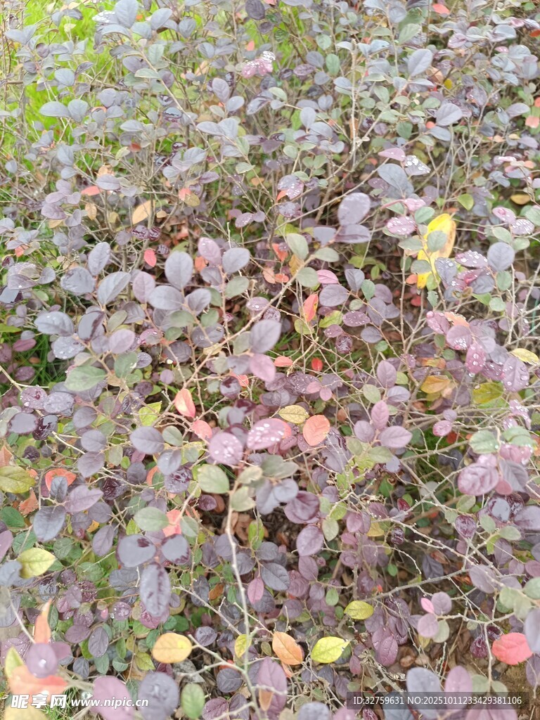 地面多彩植物景观
