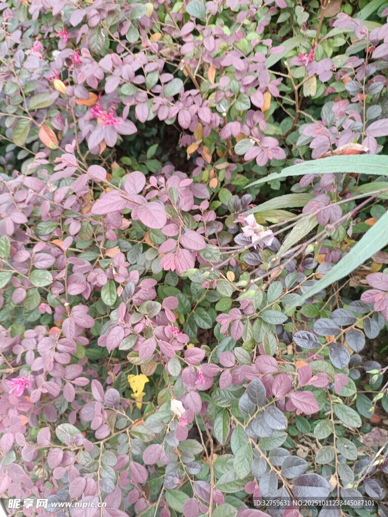 粉色繁茂植物特写
