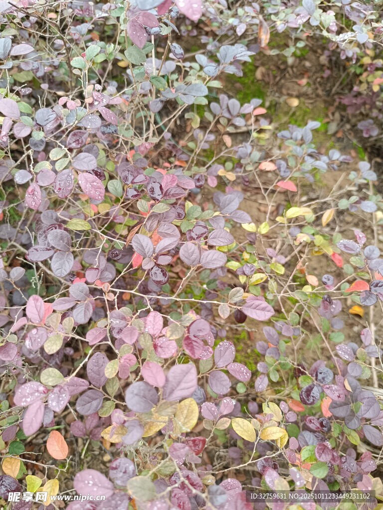 多彩斑斓的植物叶片