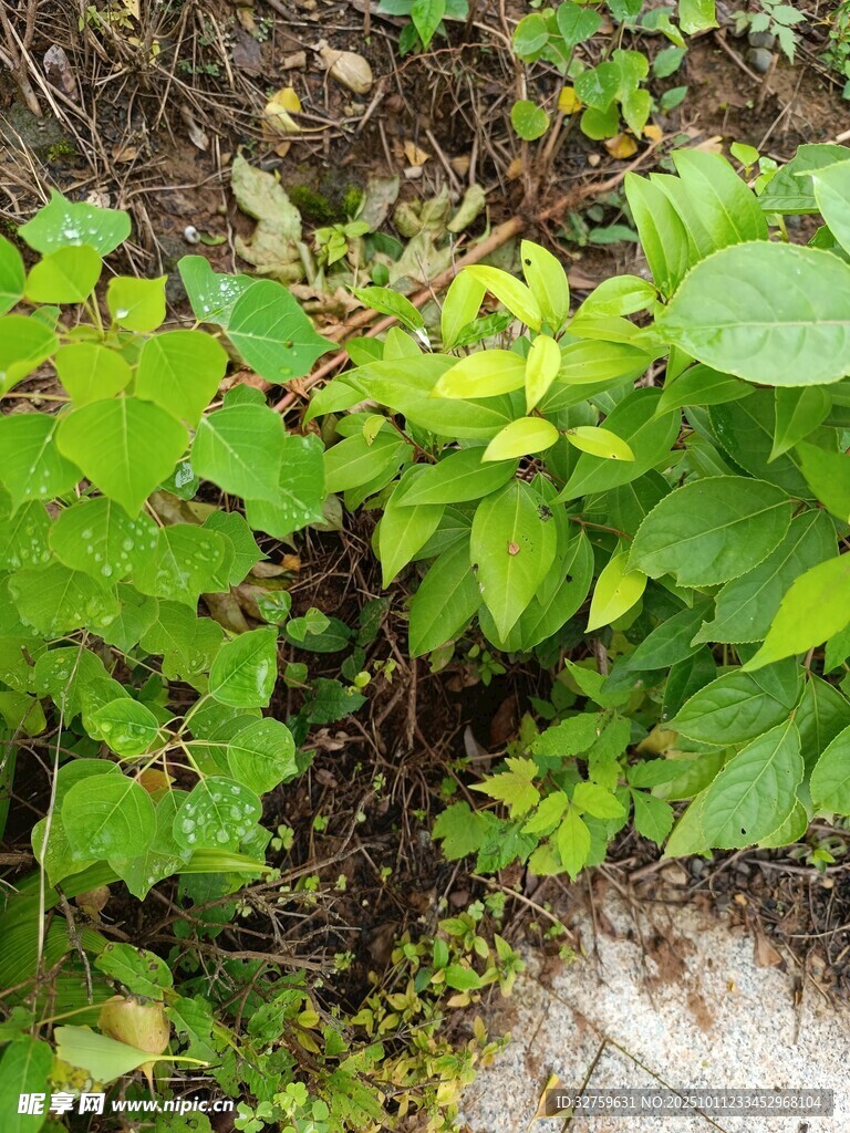 绿叶繁茂的地面植物景观
