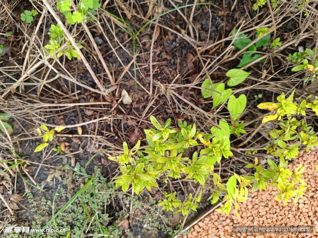 地面绿植与杂乱枝干景象