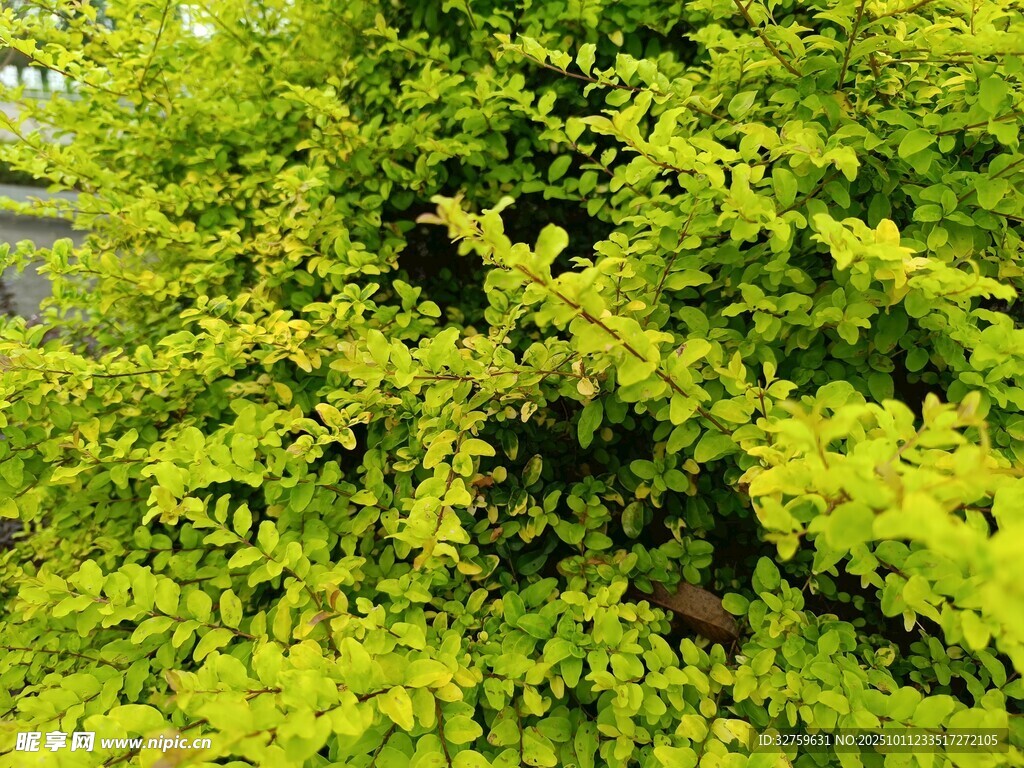 翠绿繁茂的灌木丛