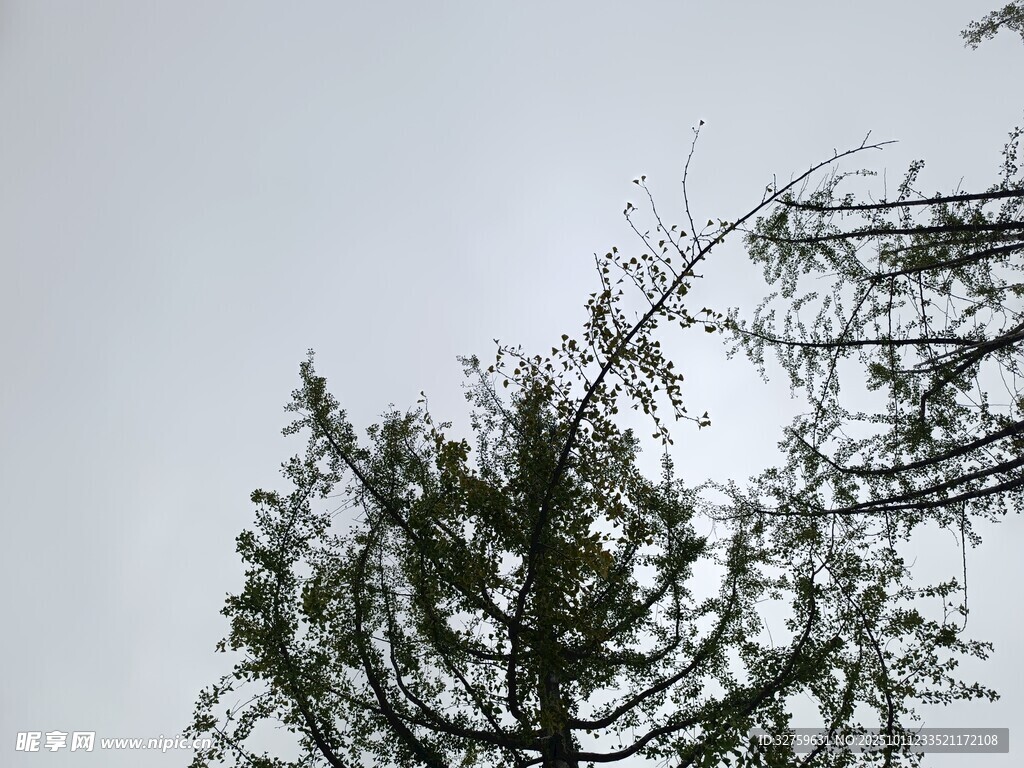仰视天空下的树木枝叶