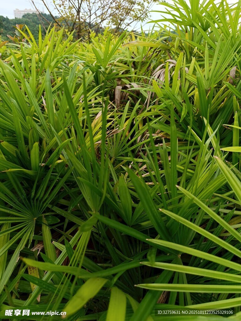 翠绿蒲葵植物景观