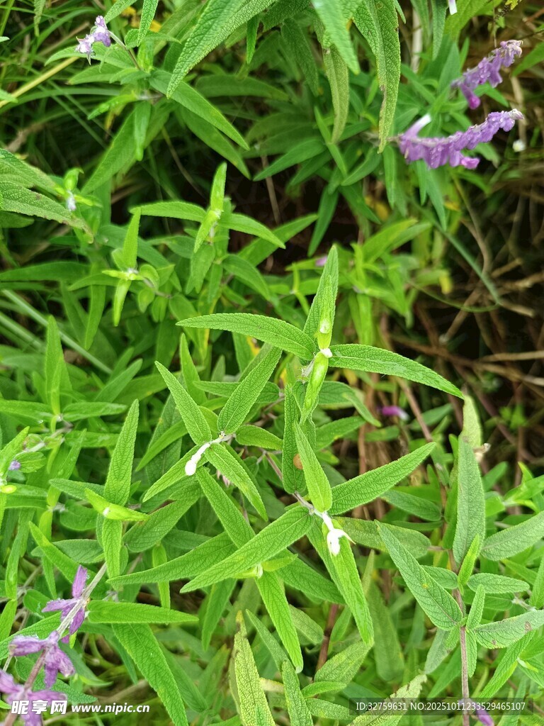 翠绿草丛中的紫色小花