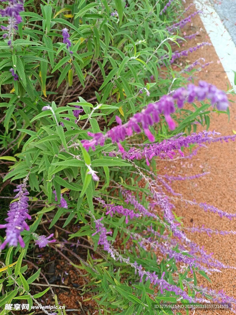 紫色穗状花卉植物特写