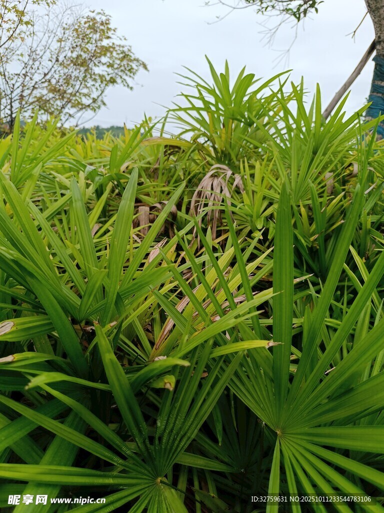 翠绿葱茏的户外植物景观