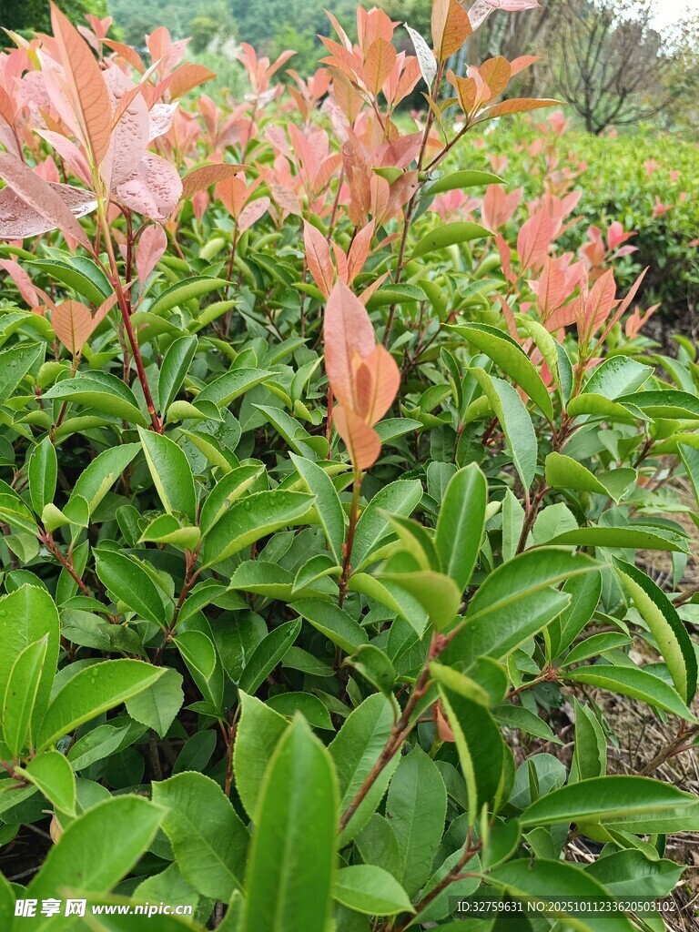 色彩艳丽的绿植景观