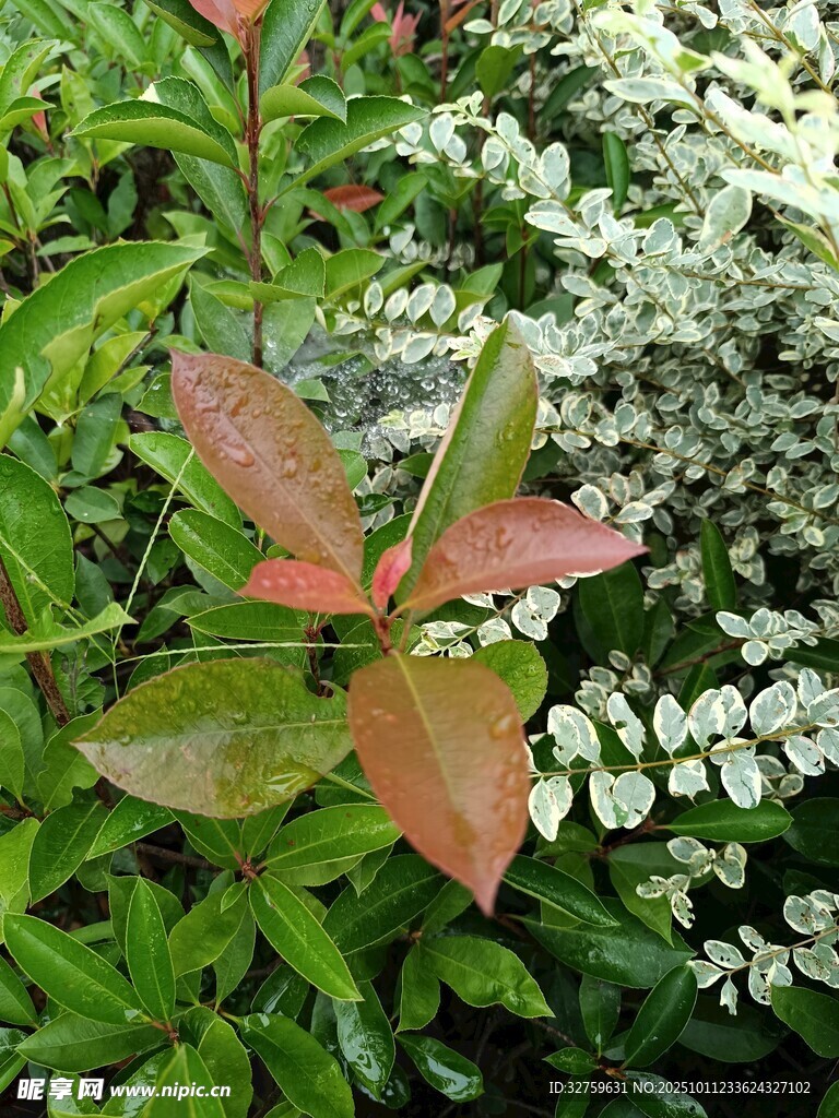 多彩叶片植物景观