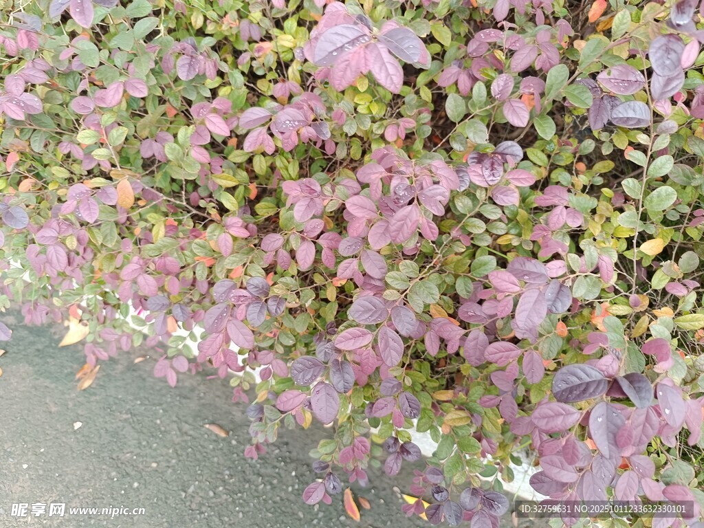 紫色绿植景观