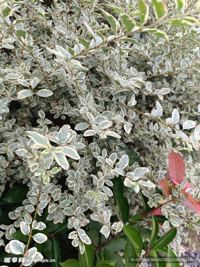 银叶植物特写