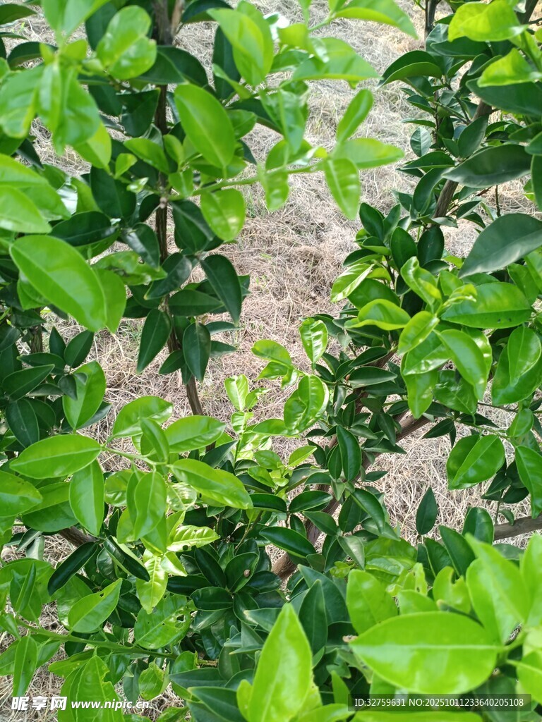 翠绿繁茂的植物枝叶