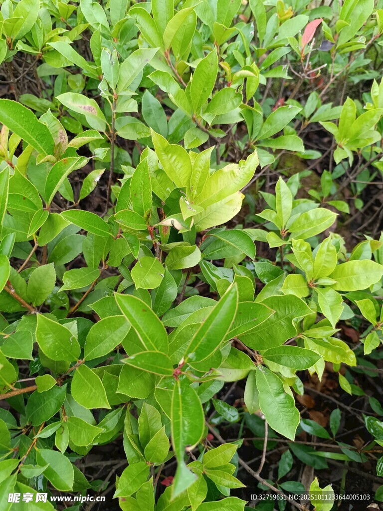 翠绿繁茂的灌木丛