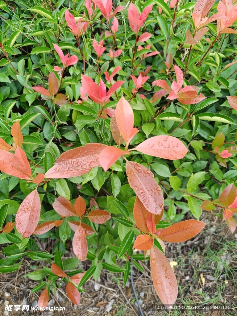 红叶绿植特写