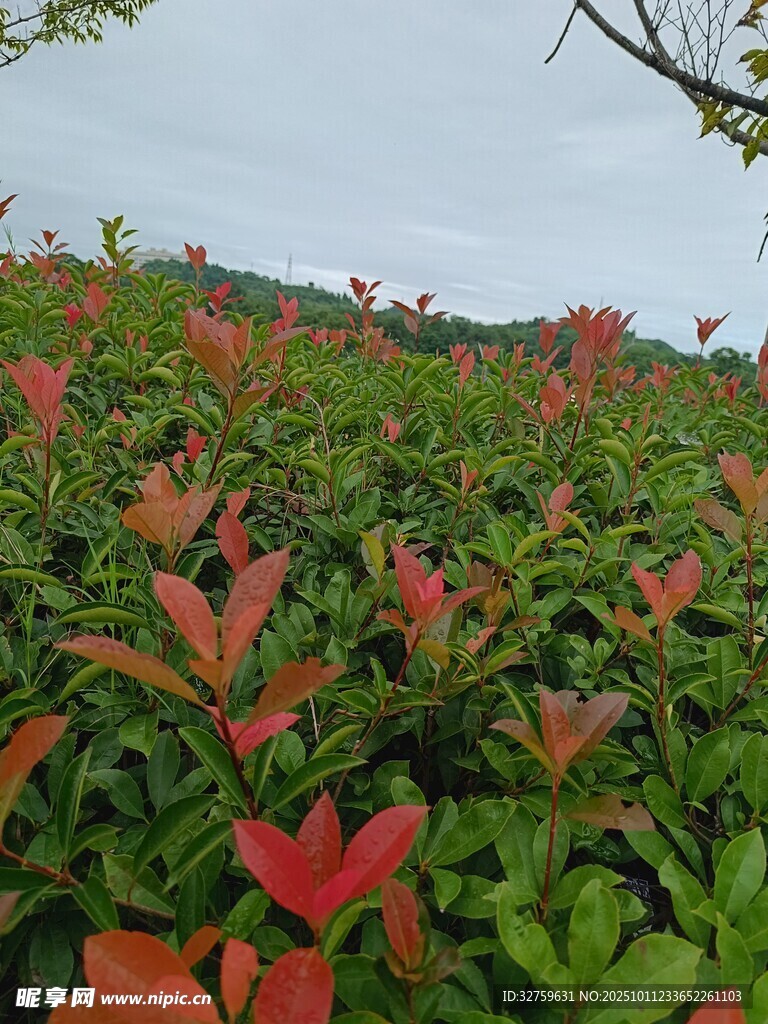 红叶绿植相映成趣
