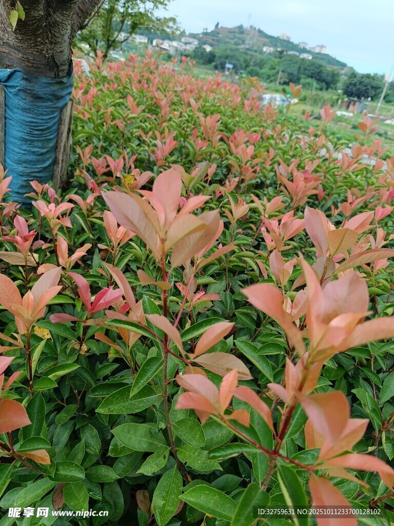 人在彩叶植物田间劳作