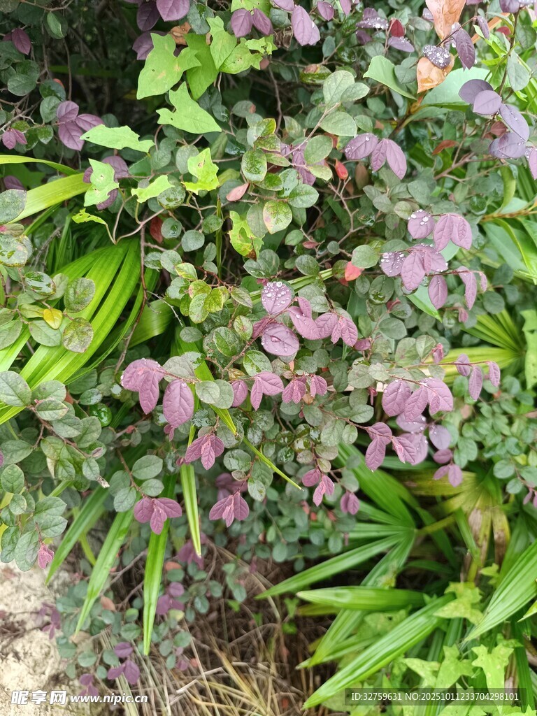 紫色花卉绿植生机勃勃
