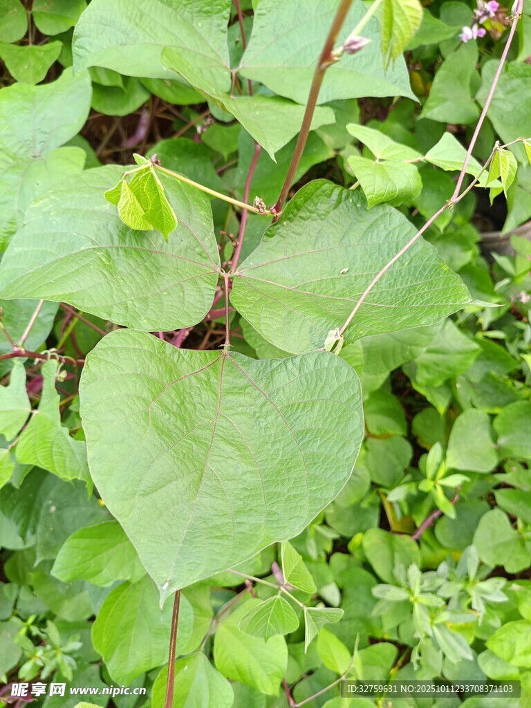 翠绿心形叶片植物特写