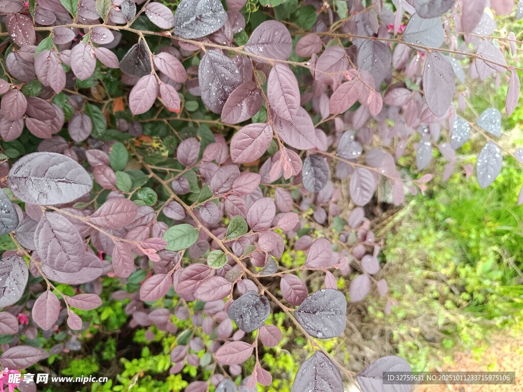 紫叶植物特写