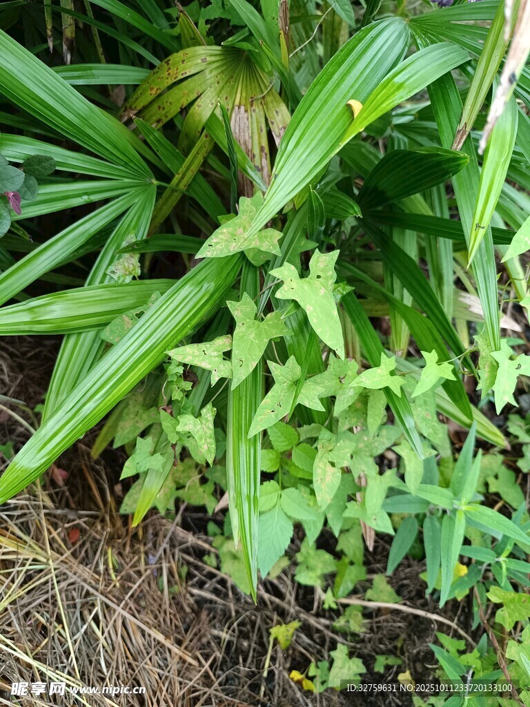 翠绿丛生植物景观