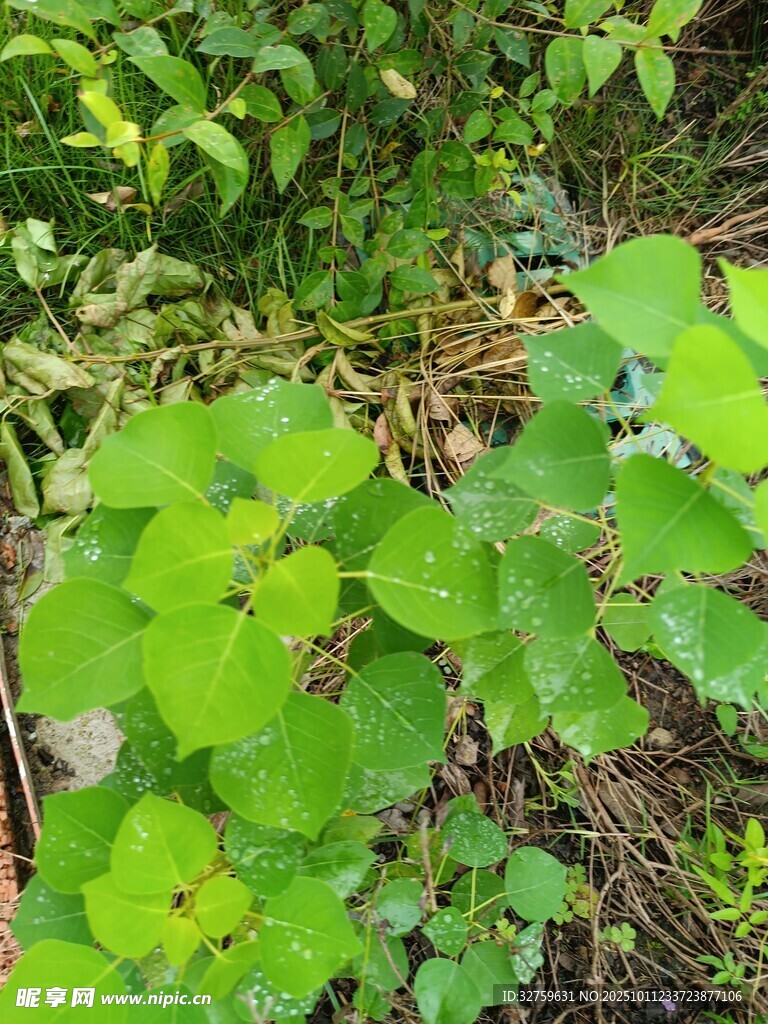 翠绿植物丛中的生机景象