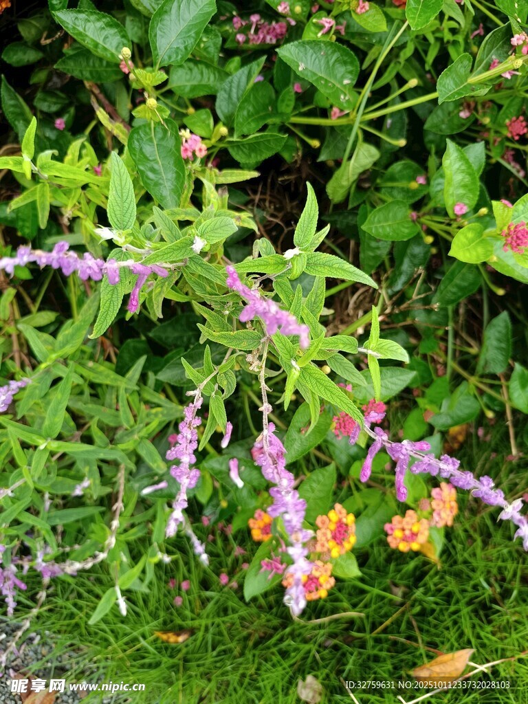 紫色花卉与绿植相映成趣