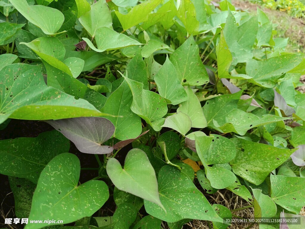 翠绿繁茂的红薯叶植株